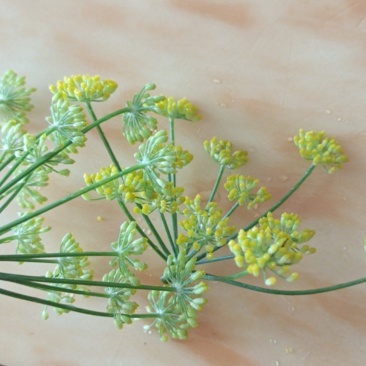 葵花茶