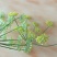 葵花茶