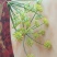 葵花茶