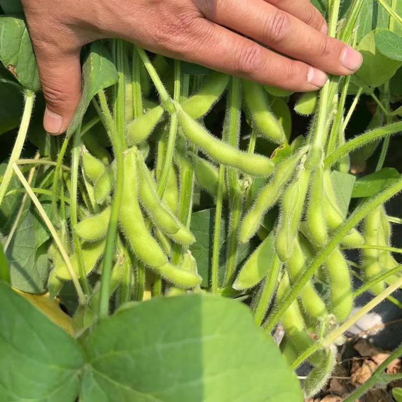 江苏徐州毛豆翠绿宝开心绿绿宝石毛豆质优价廉对接市场超市