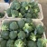 【牛商推荐】甘肃定西西兰花大量上市.质量保证、价格便宜