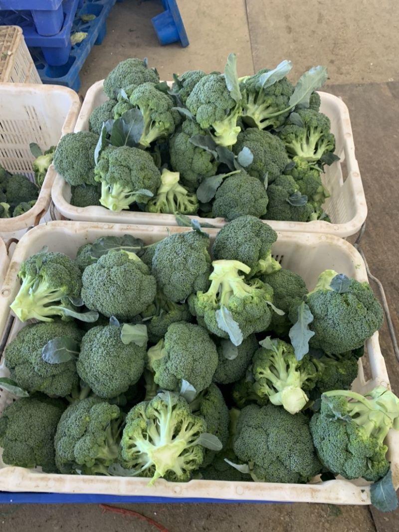【牛商推荐】甘肃定西西兰花大量上市.质量保证、价格便宜