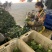 【牛商推荐】甘肃定西西兰花大量上市.质量保证、价格便宜