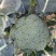 【牛商推荐】甘肃定西西兰花大量上市.质量保证、价格便宜