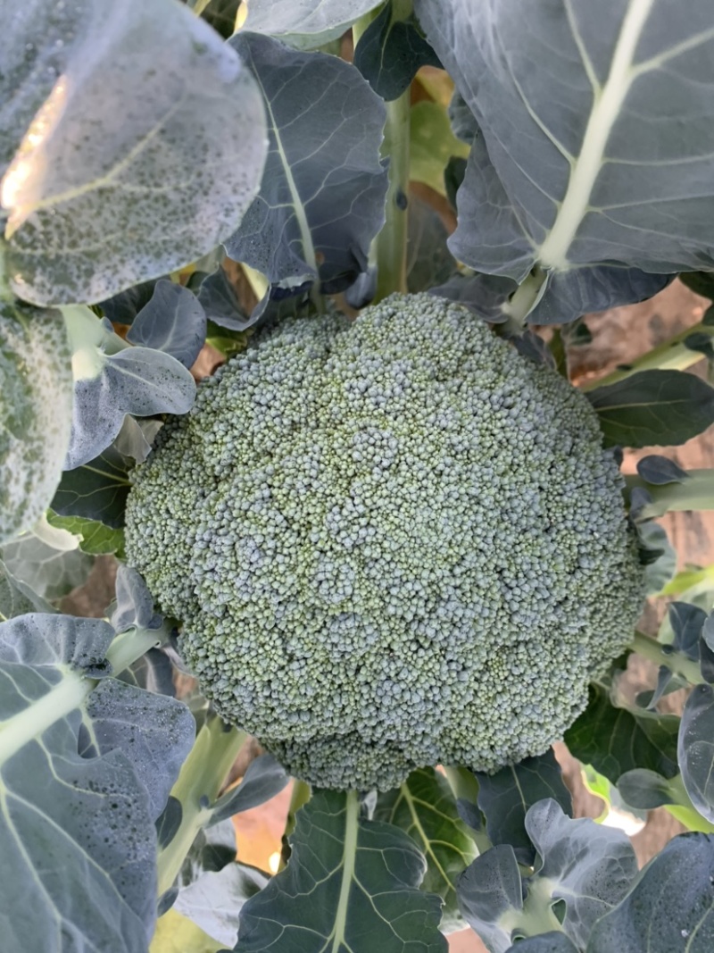 【牛商推荐】甘肃定西西兰花大量上市.质量保证、价格便宜