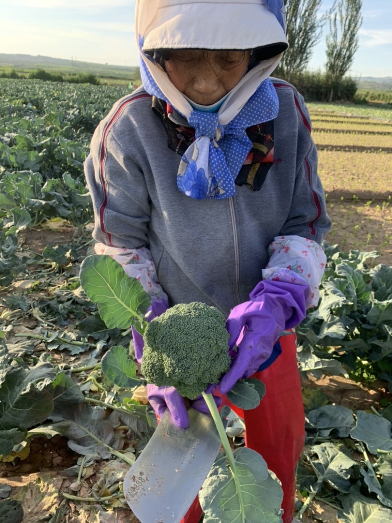 【牛商推荐】甘肃定西西兰花大量上市.质量保证、价格便宜