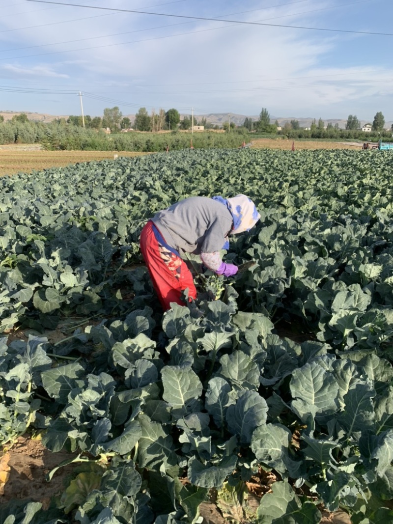 【牛商推荐】甘肃定西西兰花大量上市.质量保证、价格便宜