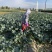 【牛商推荐】甘肃定西西兰花大量上市.质量保证、价格便宜