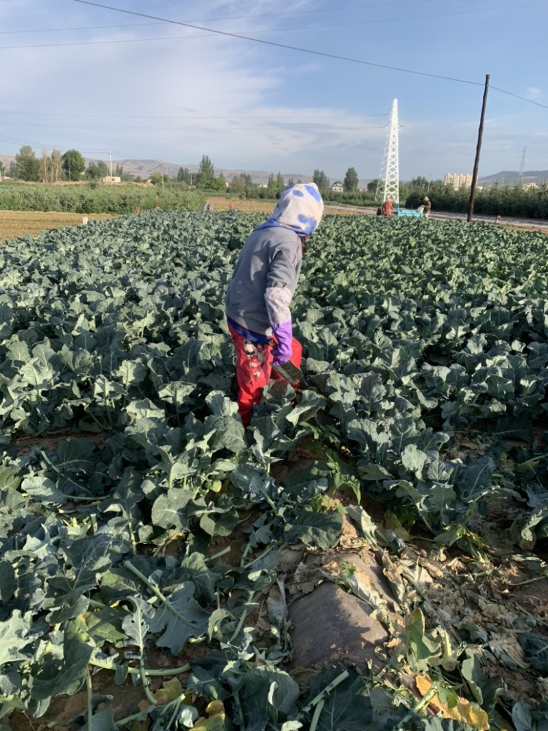 【牛商推荐】甘肃定西西兰花大量上市.质量保证、价格便宜