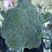 【牛商推荐】甘肃定西西兰花大量上市.质量保证、价格便宜