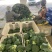 【牛商推荐】甘肃定西西兰花大量上市.质量保证、价格便宜