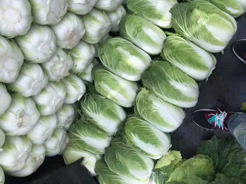 【优选】黄心大白菜无烧心无虫眼对接市场电商商超