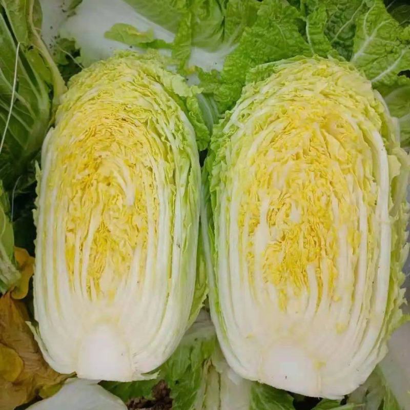【优选】黄心大白菜无烧心无虫眼对接市场电商商超
