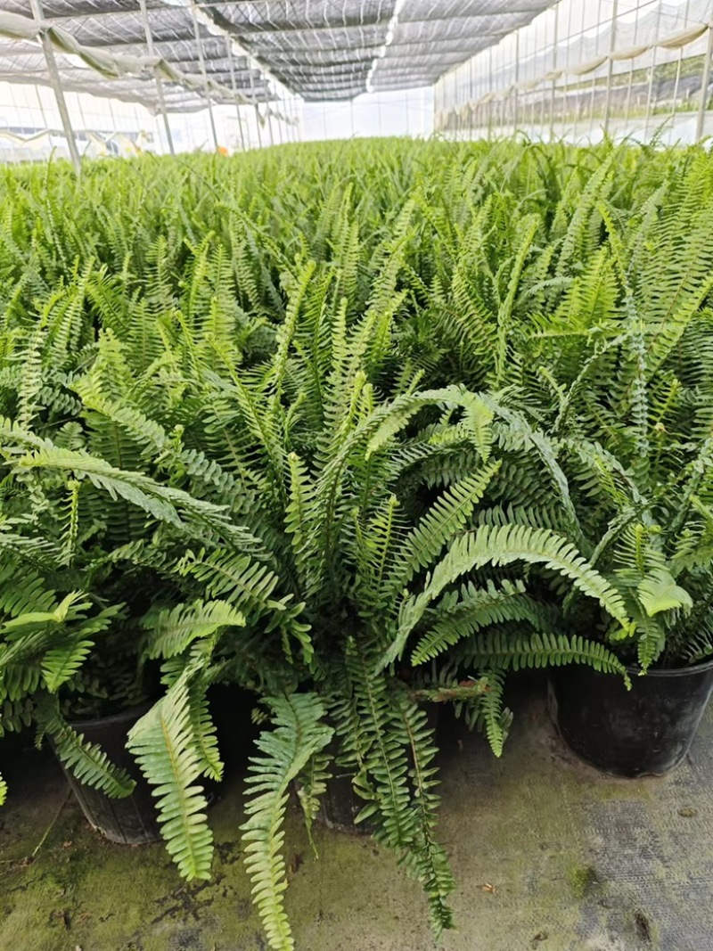 2加仑肾蕨基地大量有货
