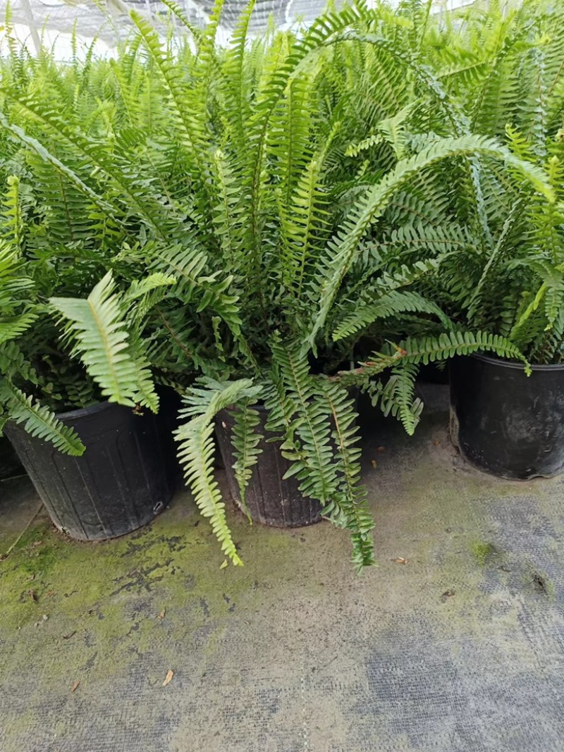2加仑肾蕨基地大量有货