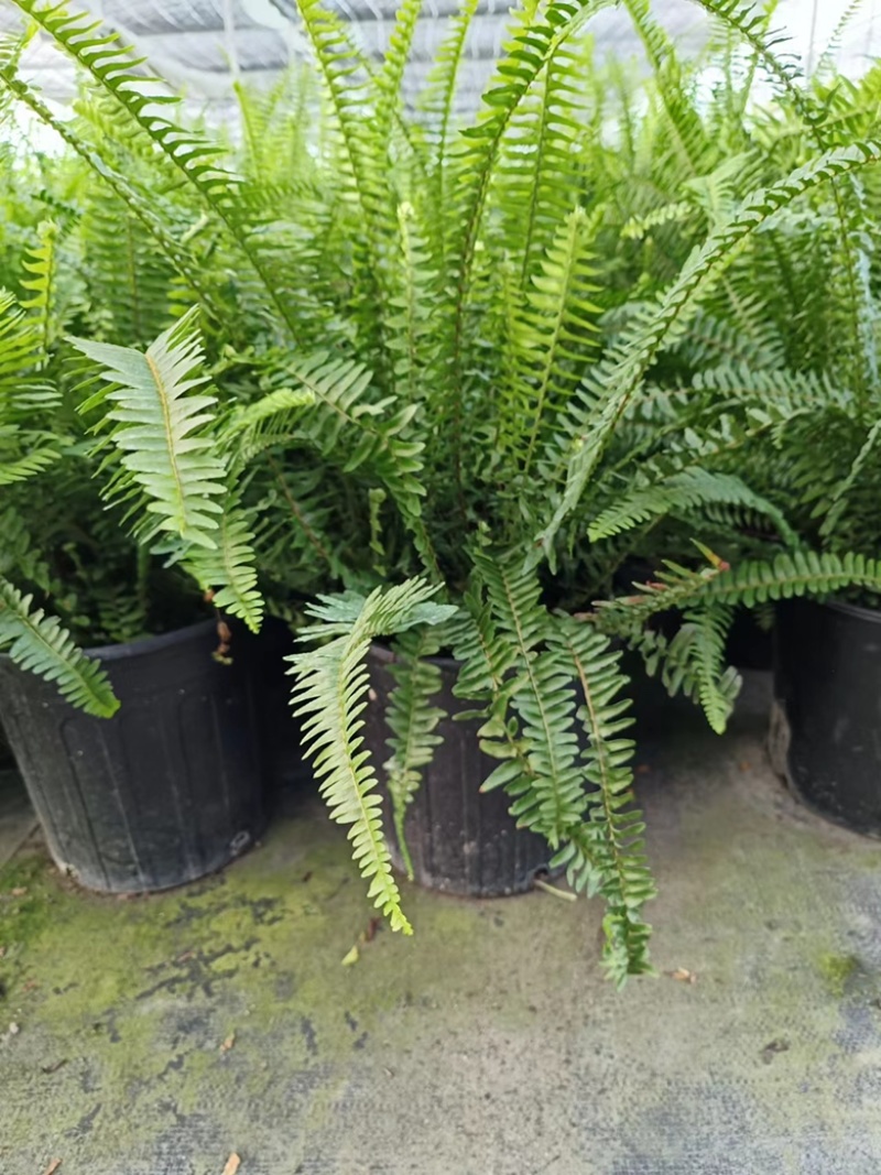 2加仑肾蕨基地大量有货