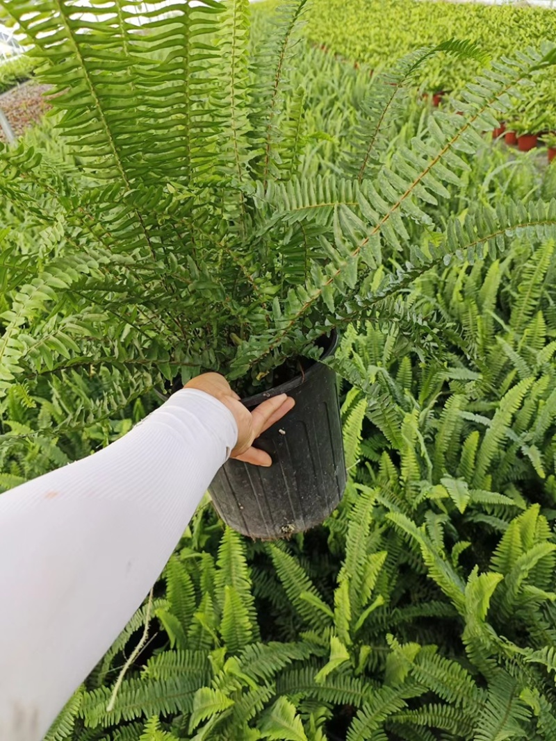 2加仑肾蕨基地大量有货