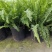 2加仑肾蕨基地大量有货