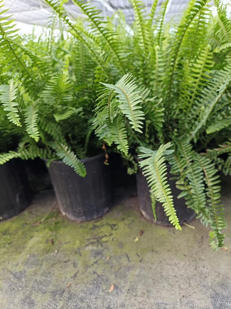 2加仑肾蕨基地大量有货