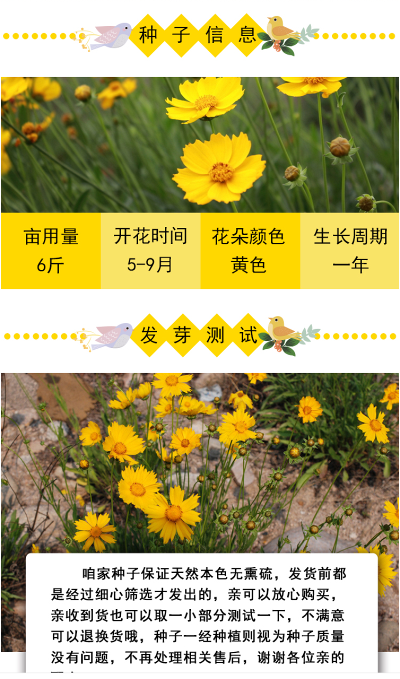 大花金鸡菊种子四季种野菊花种子花海绿化多年生宿根花草种子