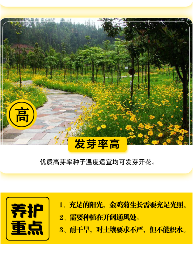 大花金鸡菊种子四季种野菊花种子花海绿化多年生宿根花草种子