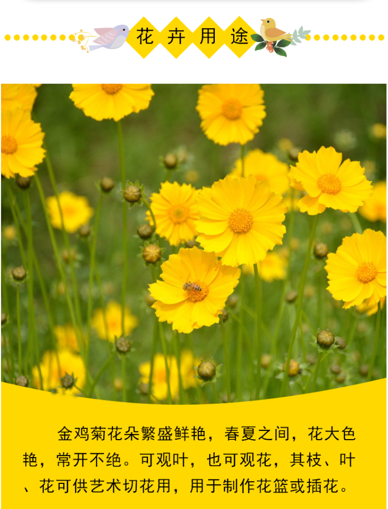 大花金鸡菊种子四季种野菊花种子花海绿化多年生宿根花草种子
