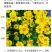 大花金鸡菊种子四季种野菊花种子花海绿化多年生宿根花草种子