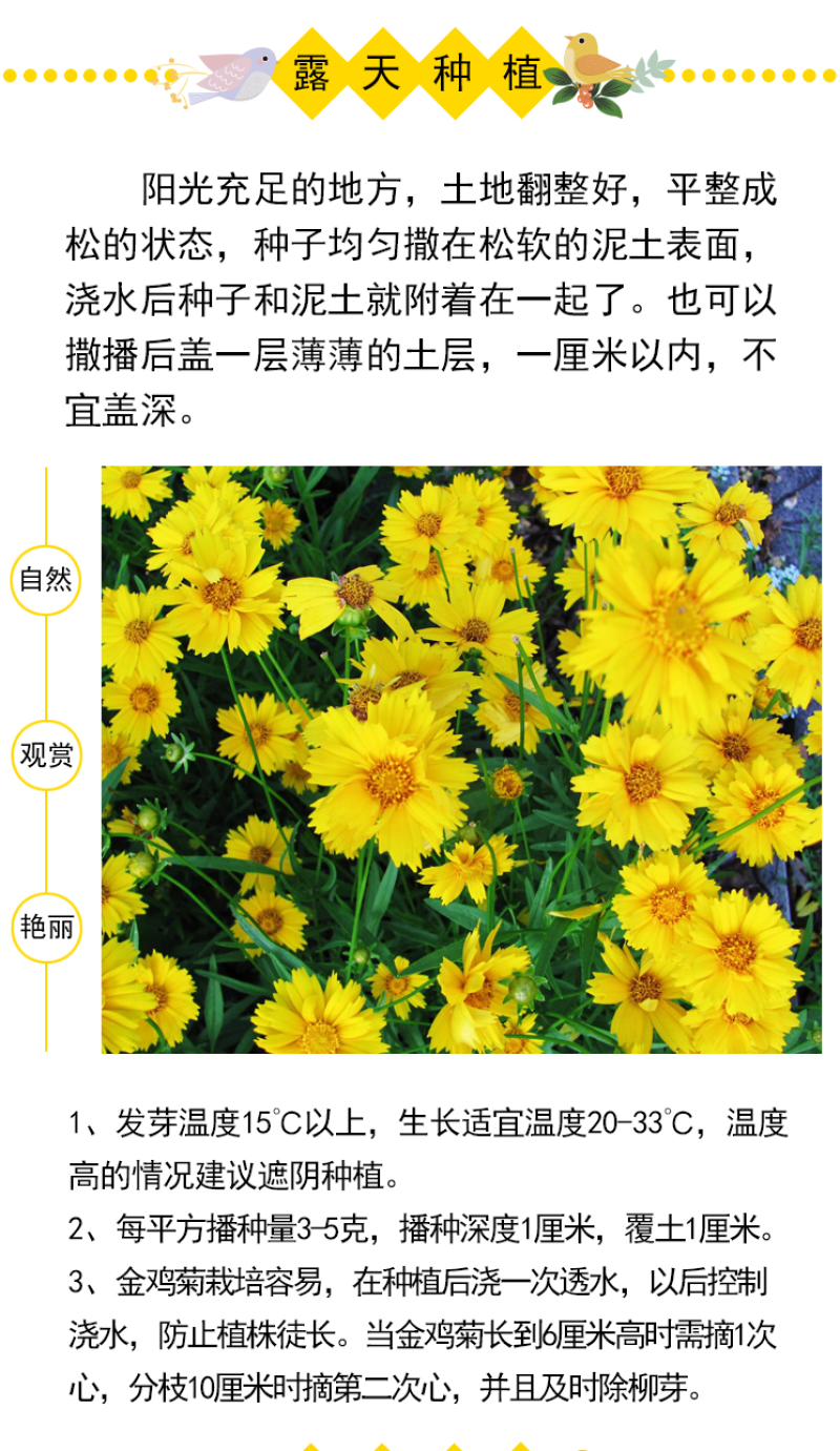 大花金鸡菊种子四季种野菊花种子花海绿化多年生宿根花草种子
