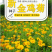 大花金鸡菊种子四季种野菊花种子花海绿化多年生宿根花草种子