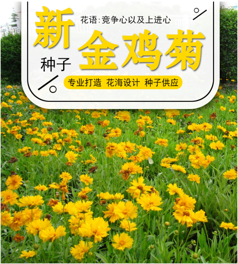 大花金鸡菊种子四季种野菊花种子花海绿化多年生宿根花草种子