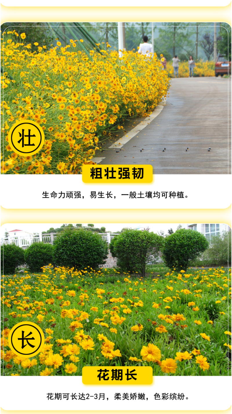 大花金鸡菊种子四季种野菊花种子花海绿化多年生宿根花草种子