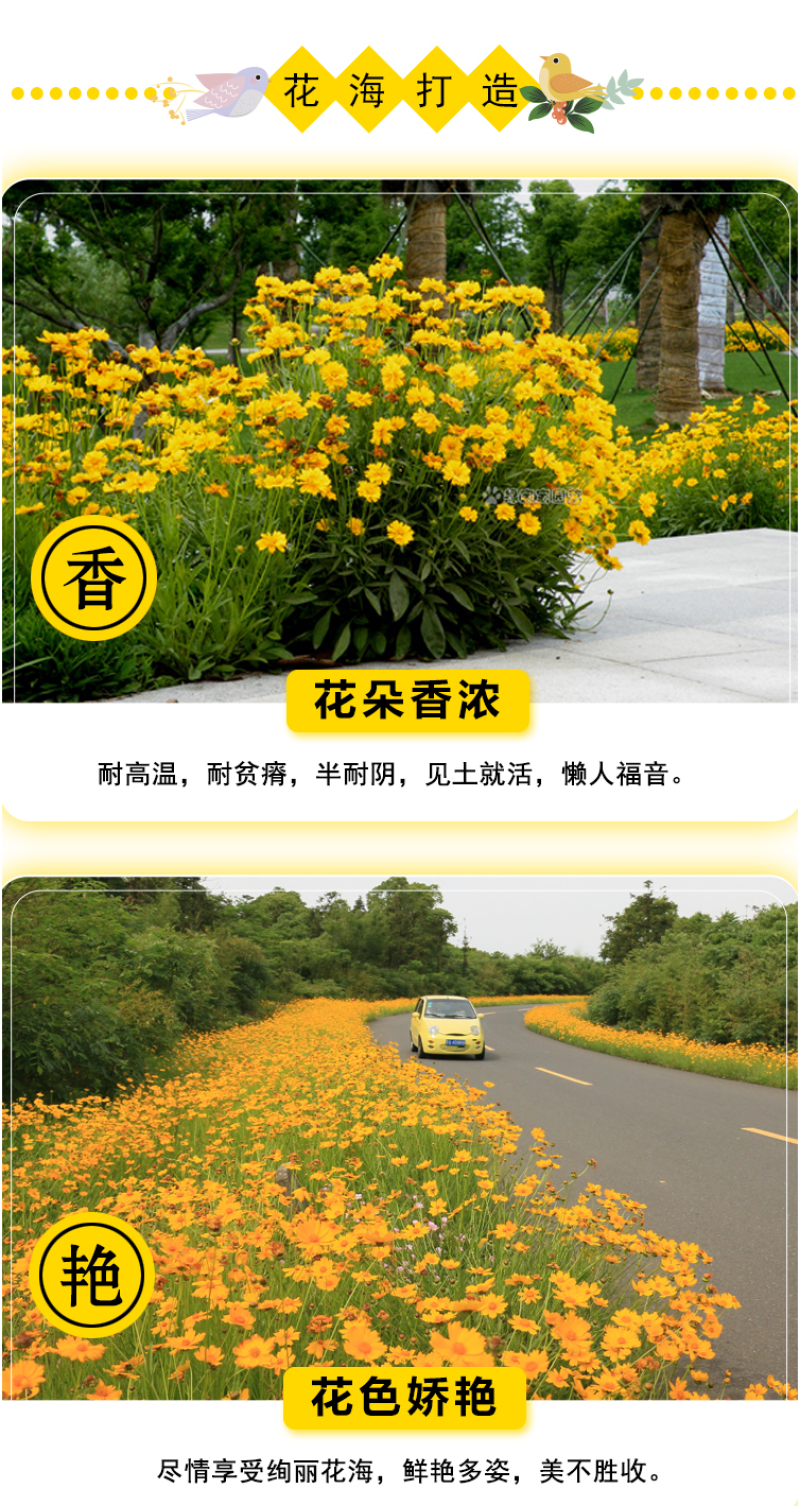 大花金鸡菊种子四季种野菊花种子花海绿化多年生宿根花草种子