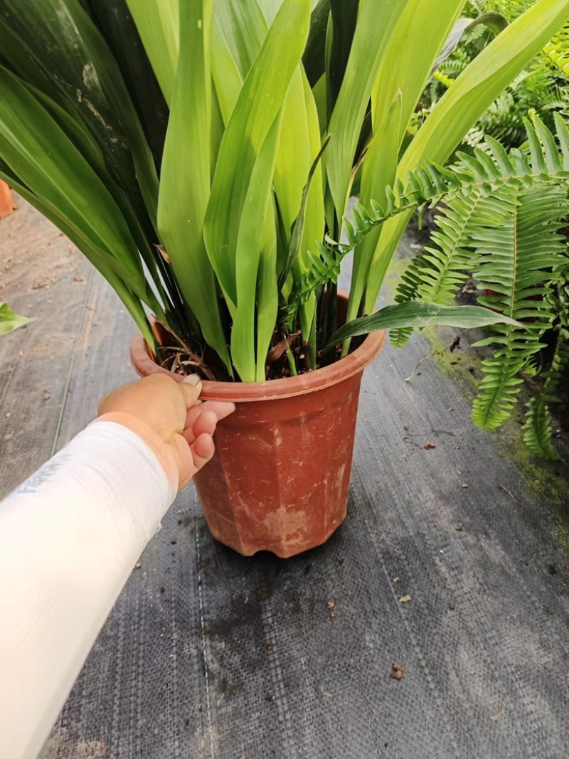 2加仑五角杯一叶兰