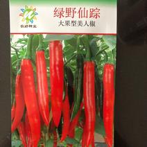 产地泰国大果型美人椒种子红辣椒种子早熟绿野仙踪美人椒