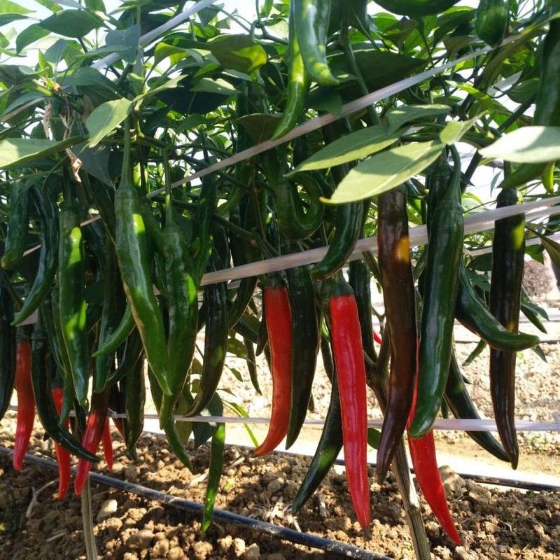 产地泰国大果型美人椒种子红辣椒种子早熟绿野仙踪美人椒