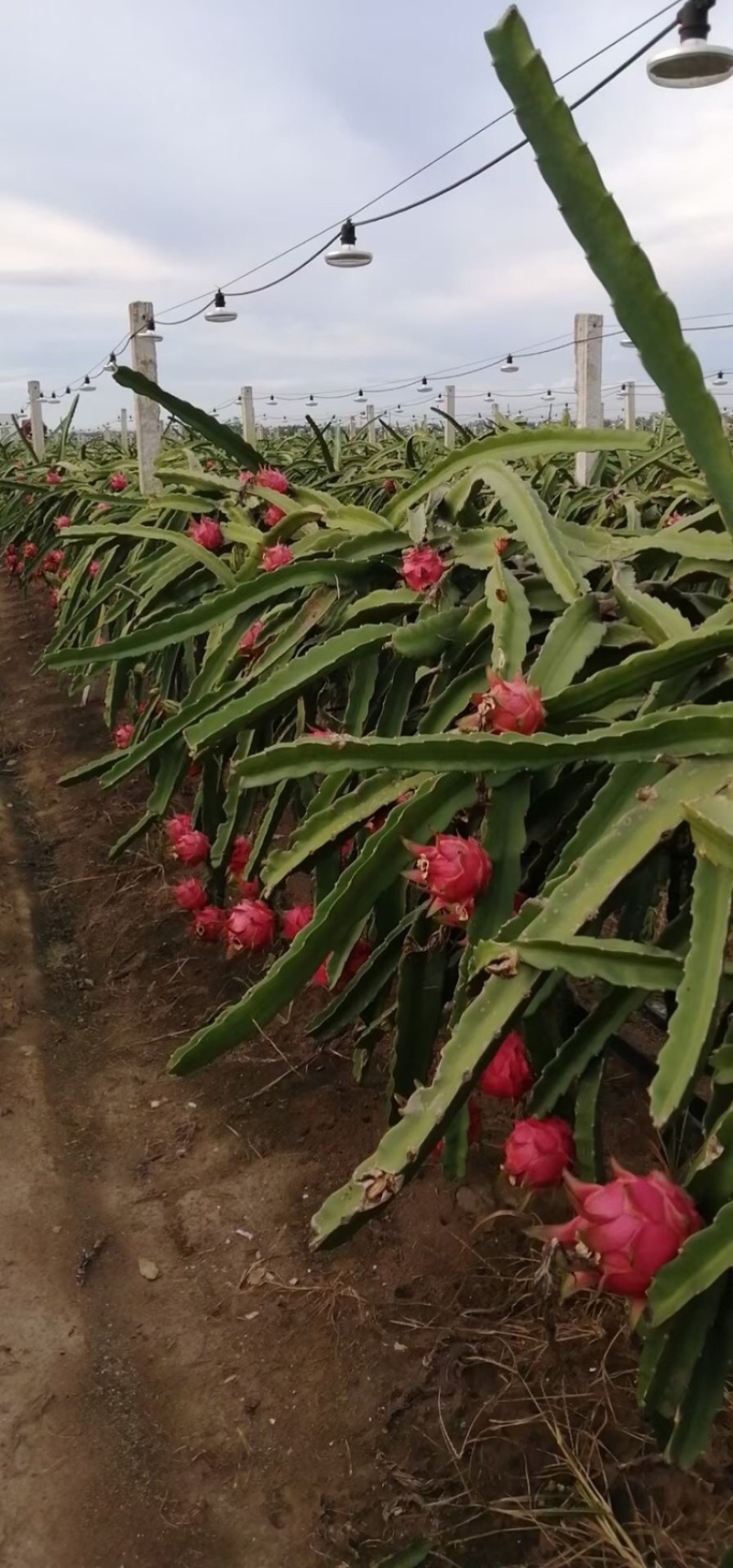 湛江火龙果