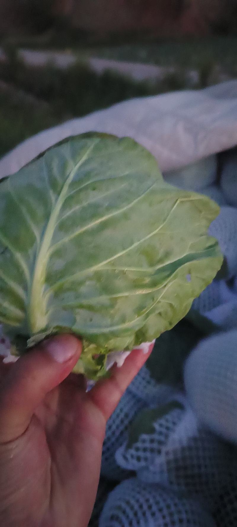 松花菜