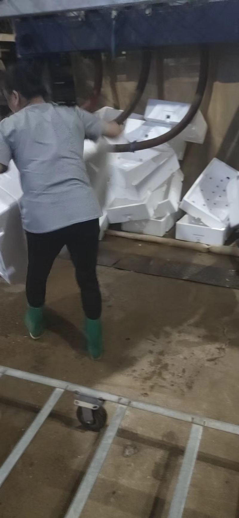 平菇专用泡沫箱，食用菌泡沫箱，质优价廉，