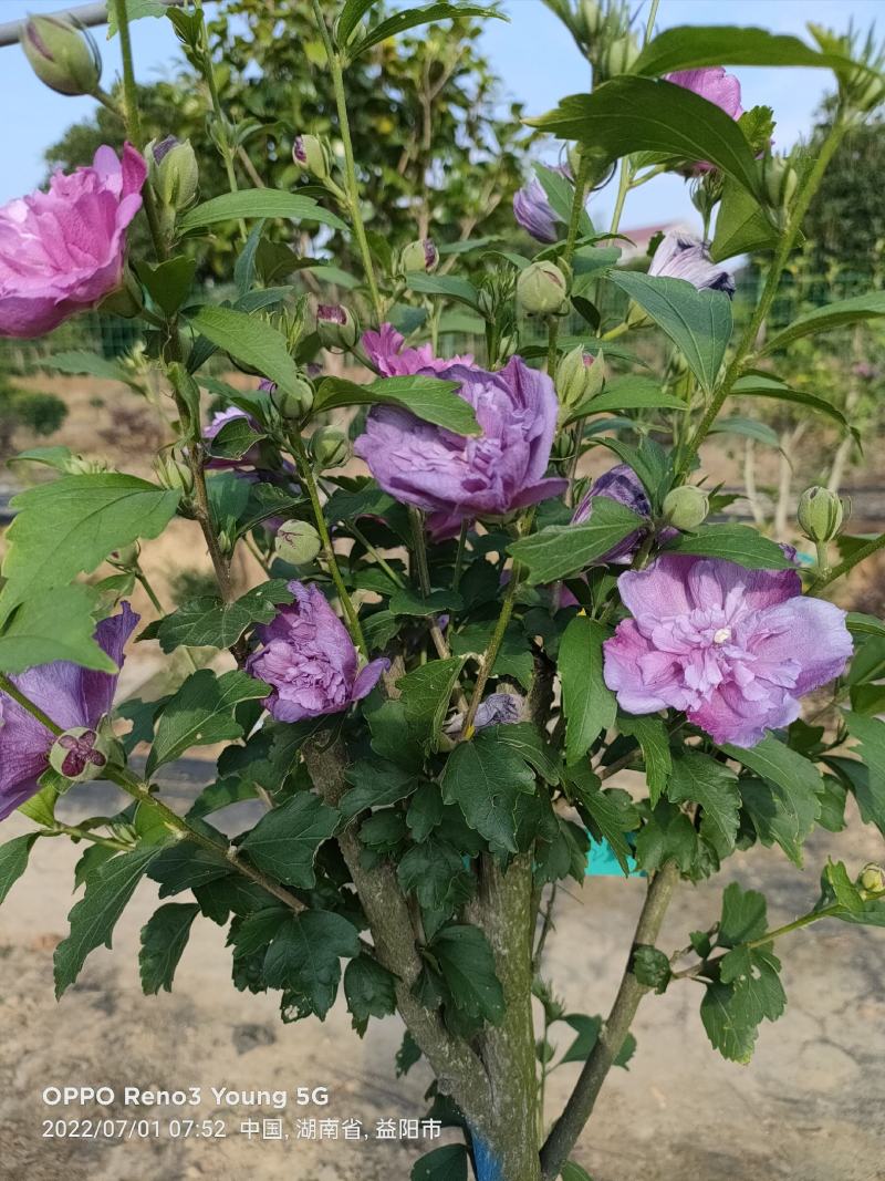 木槿苗新鲜木槿花一手货源视频看货