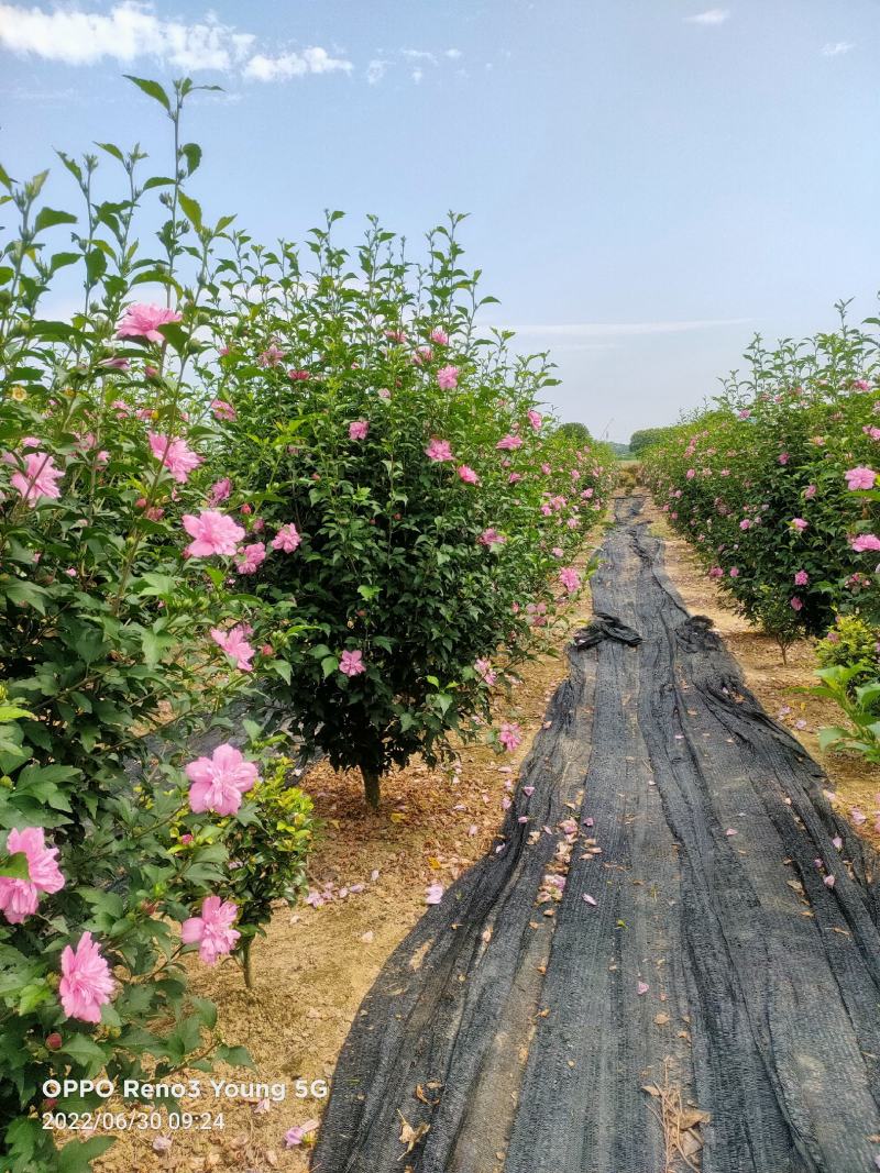 木槿苗新鲜木槿花一手货源视频看货