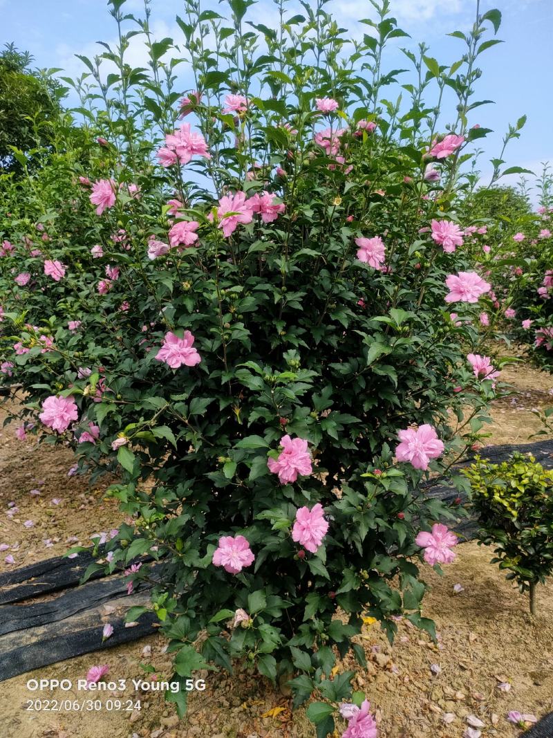 木槿苗新鲜木槿花一手货源视频看货