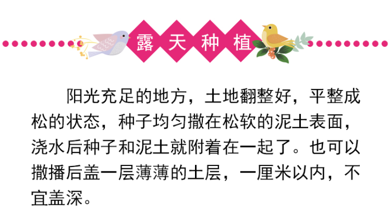 除虫菊种子驱蚊驱虫菊花种子多年生混色花种子四季易活盆栽
