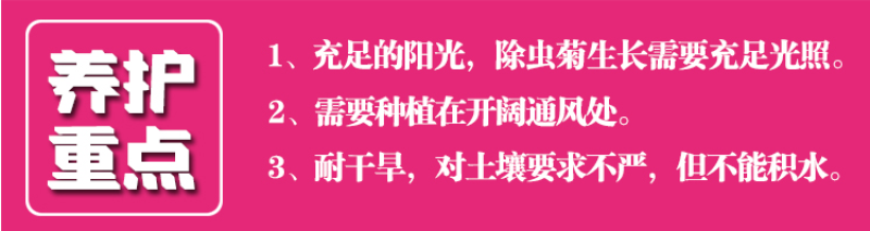 除虫菊种子驱蚊驱虫菊花种子多年生混色花种子四季易活盆栽