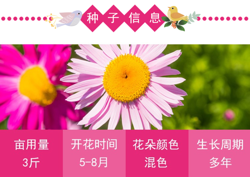 除虫菊种子驱蚊驱虫菊花种子多年生混色花种子四季易活盆栽