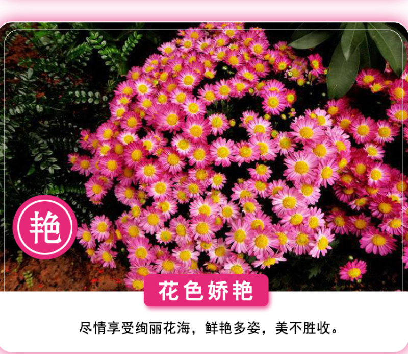 除虫菊种子驱蚊驱虫菊花种子多年生混色花种子四季易活盆栽