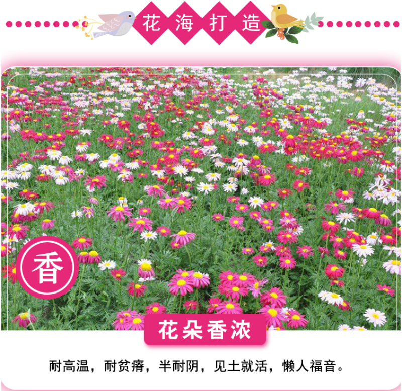 除虫菊种子驱蚊驱虫菊花种子多年生混色花种子四季易活盆栽