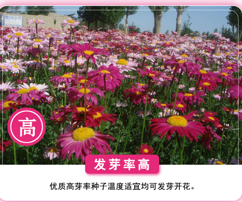 除虫菊种子驱蚊驱虫菊花种子多年生混色花种子四季易活盆栽