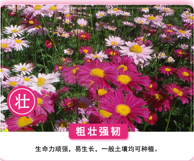 除虫菊种子驱蚊驱虫菊花种子多年生混色花种子四季易活盆栽