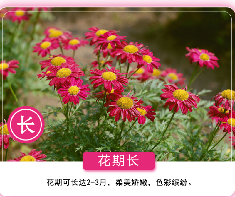 除虫菊种子驱蚊驱虫菊花种子多年生混色花种子四季易活盆栽