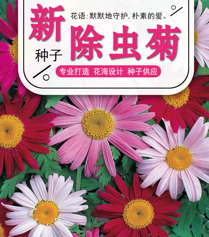 除虫菊种子驱蚊驱虫菊花种子多年生混色花种子四季易活盆栽